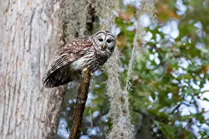 Images Dated 16th November 2022: Barred owl perched in bald cypress forest with Spanish moss