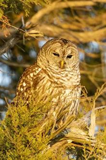 Barred owl in red cedar tree, Marion County, Illinois