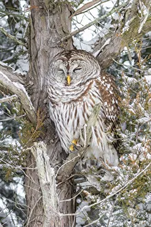 Nature Prints: Barred owl in red cedar tree in snow, Marion County, Illinois