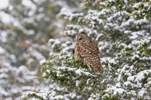 Barred owl in red cedar tree in snow, Marion County, Illinois