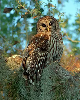 Dark Prints: Barred Owl roosting