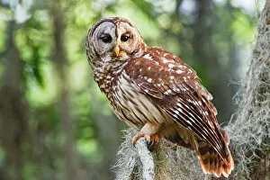 Moss Gallery: Barred Owl (Strix