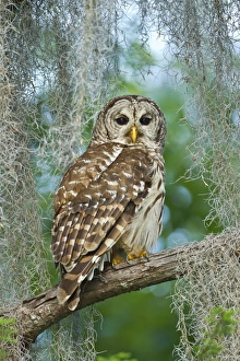Barred Owl (Strix varia) in bald cypress forest on Caddo Lake, Texas