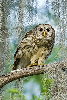 Silent Prints: Barred Owl (Strix varia) in bald cypress forest on Caddo Lake, Texas