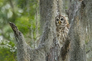 Images Dated 6th May 2012: Barred Owl (Strix varia) in bald cypress forest on Caddo Lake, Texas