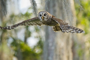 Barred Owl (Strix varia) in bald cypress forest on Caddo Lake, Texas
