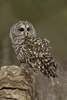 Montana Prints: Barred Owl, Strix varia, (Captive) Montana