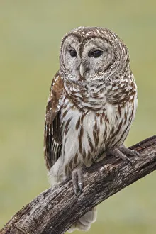 Barred owl, Strix varia, Florida