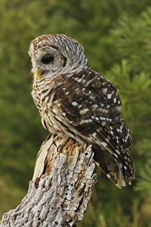 Barred Owl, Strix varia, Michigan