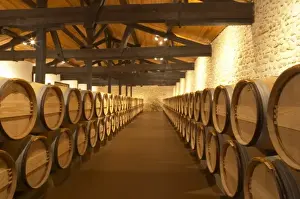 Mature Prints: The barrel ageing cellar with rows of oak barriques Chateau Potensac Cru Bourgeois