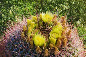 Barrel cactus in bloom, Anza-Borrego Desert State Park, California, USA