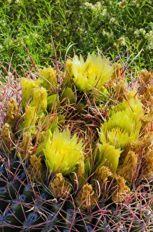 Barrel cactus in bloom, Anza-Borrego Desert State Park, California, USA