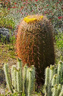 Images Dated 1st April 2011: Barrel cactus and cholla in Plum Canyon, Anza-Borrego Desert State Park, California, USA