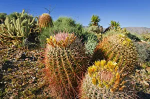 Cholla Prints: Barrel cactus and cholla in Plum Canyon, Anza-Borrego Desert State Park, California, USA