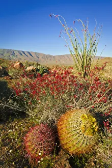 Cholla Prints: Barrel cactus, chuparosa, and ocotillo in Plum Canyon, Anza-Borrego Desert State Park