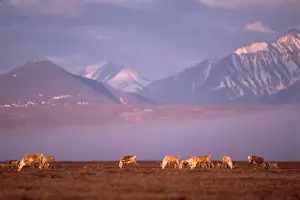 North Slope Prints: Barren ground caribou, Porcupine herd on calving grounds, 1002 coastal plain Arctic