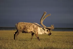 Images Dated 10th November 2005: barren ground caribou, Rangifer tarandus, bull with velvet antlers, coastal plain