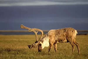 Images Dated 10th November 2005: barren ground caribou, Rangifer tarandus, bull with velvet antlers, coastal plain