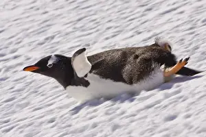 Penguin Prints: Barrentos Island, Antarctica. Gentoo Penguin slides on its stomach. Digitally Altered