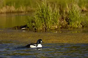 Images Dated 25th May 2005: Barrows Goldeneye (Bucephala islandica) Grand Teton National Park Wyoming. USA