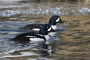 Images Dated 2nd March 2015: Barrows goldeneye drakes in icy river