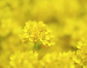Basket of gold. Germany