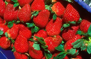 Images Dated 20th December 2005: A basket of strawberries at Parker Farms in Plant City, Florida