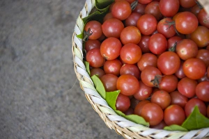 Ripe Prints: Basket of tomatoes, China