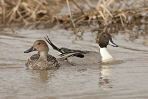 Images Dated 2nd January 2009: Baskett Slough National Wildlife Refuge, Oregon, a pair of Northern Pintails (Anas acuta)