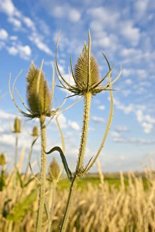 Images Dated 3rd July 2006: Baskett Slough National Wildlife Refuge, Oregon, Teasel, and invasive from Europe
