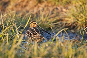Images Dated 19th February 2006: Baskett Slough National Wildlife Refuge, Oregon. a Wilsons Snipe (Gallinago