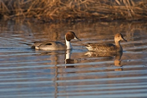 Images Dated 2nd January 2009: Baskett Slough National Wildlife Refuge, Oregon a pair of Northern Pintails (Anas acuta)