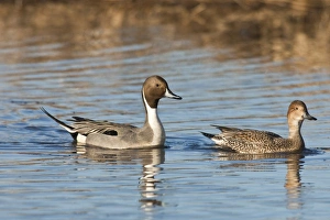 Images Dated 2nd January 2009: Baskett Slough National Wildlife Refuge, Oregon a pair of Northern Pintails (Anas acuta)