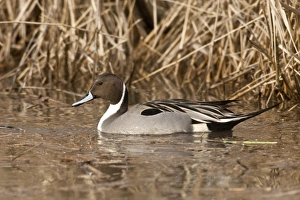 Baskett Slough National Wildlife Refuge, Oregon, a Northern Pintail (Anas acuta) drake