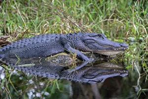 Danger Prints: A basking American alligator in south Florida