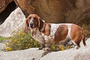 Images Dated 30th March 2011: A Basset Hound standing on rocks with flowers behind at Joshua Tree National Park
