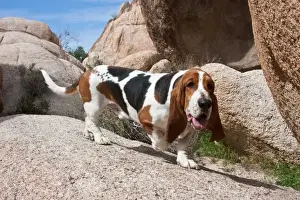 Images Dated 30th March 2011: A Basset Hound walking on rocks at Joshua Tree National Park in California