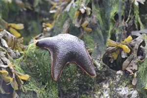 Images Dated 12th September 2006: Bat Star (Asterina miniata) Awaiting the Tide Atop a Seaweed-Covered Rock, Broken Island Group