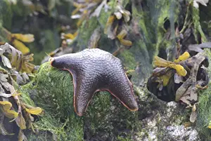 Tide Pool Prints: Bat Star (Asterina miniata) Awaiting the Tide Atop a Seaweed-Covered Rock