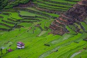 Batad rice terraces part of the world heritage sight Banaue, Luzon, Philippines