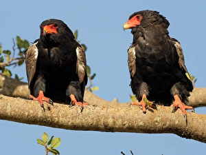 Images Dated 27th June 2024: Bateleur eagle. Serengeti National Park, Tanzania, Africa