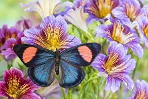 Painted Tongue Prints: Batesia hypochlora butterfly on painted tongue flowers