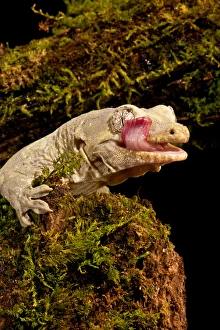 Animal Behavior Prints: Bavays Giant Gecko, Rhacodactylus chahoua, Native to New Caledonia