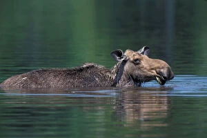 Images Dated 27th March 2006: Baxter S.P. ME Moose, Alces alces. Feeding at Sandy Stream Pond. June