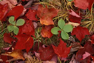 Images Dated 23rd April 2004: Baxter State Park, ME. Bunchberry and maple leaves color the forest floor