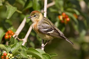 Padre Island Prints: Bay-breasted Warbler (Dendroica castanea) female foraging in fiddlewood, spring migration