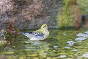 Bathing Prints: Bay-breasted Warbler (Setophaga castanea) taking a bath, Marion County, Illinois