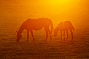 Images Dated 19th October 2011: bay-colored riding horses on ranch near Gonzales, Texas