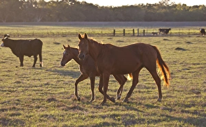 Domestic Prints: bay-colored riding horses on ranch near Gonzales, Texas