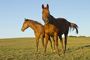 Images Dated 19th October 2011: bay-colored riding horses on ranch near Gonzales, Texas